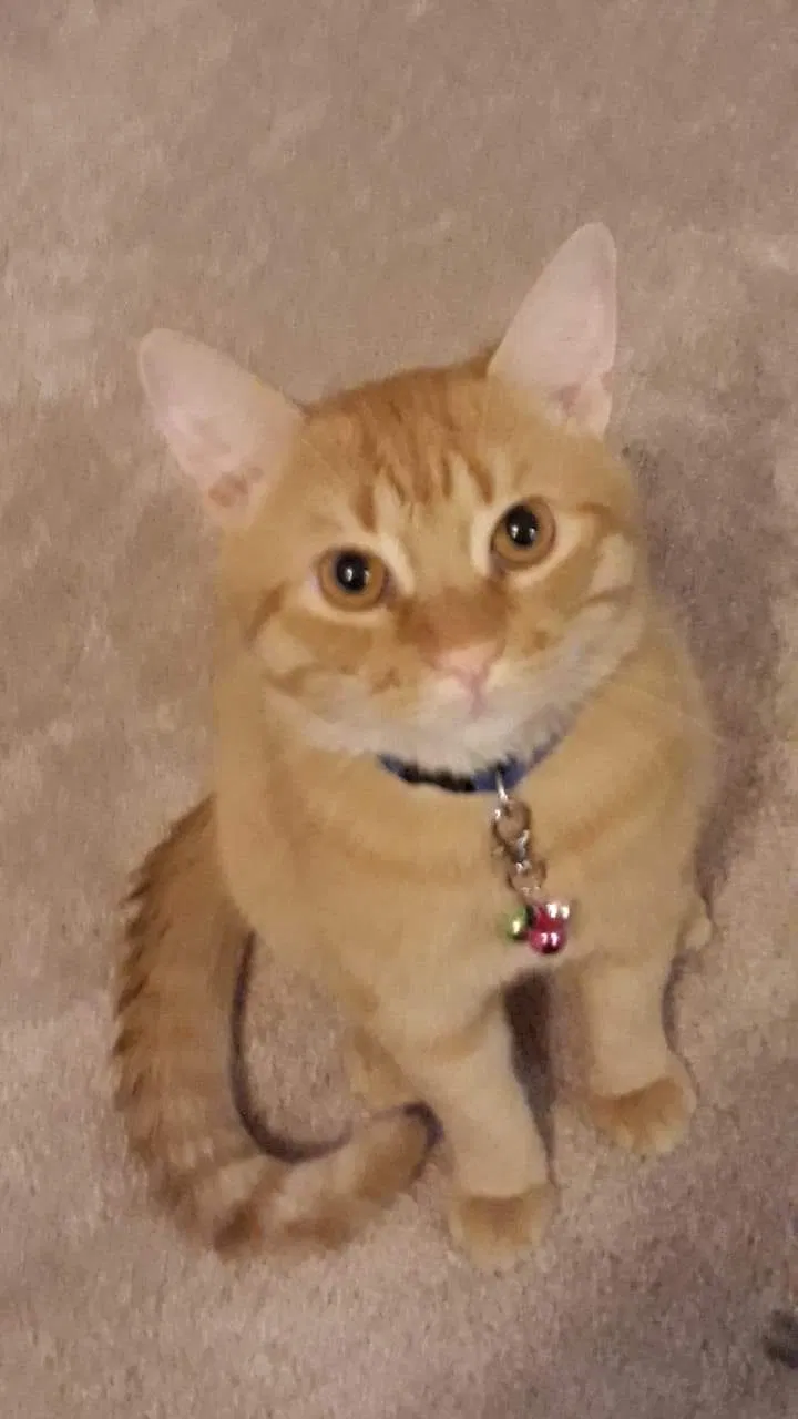 Lost cat in Albuquerque, NM, 87121