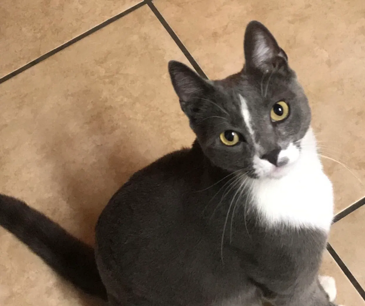 Lost cat in Visalia, CA, 93291
