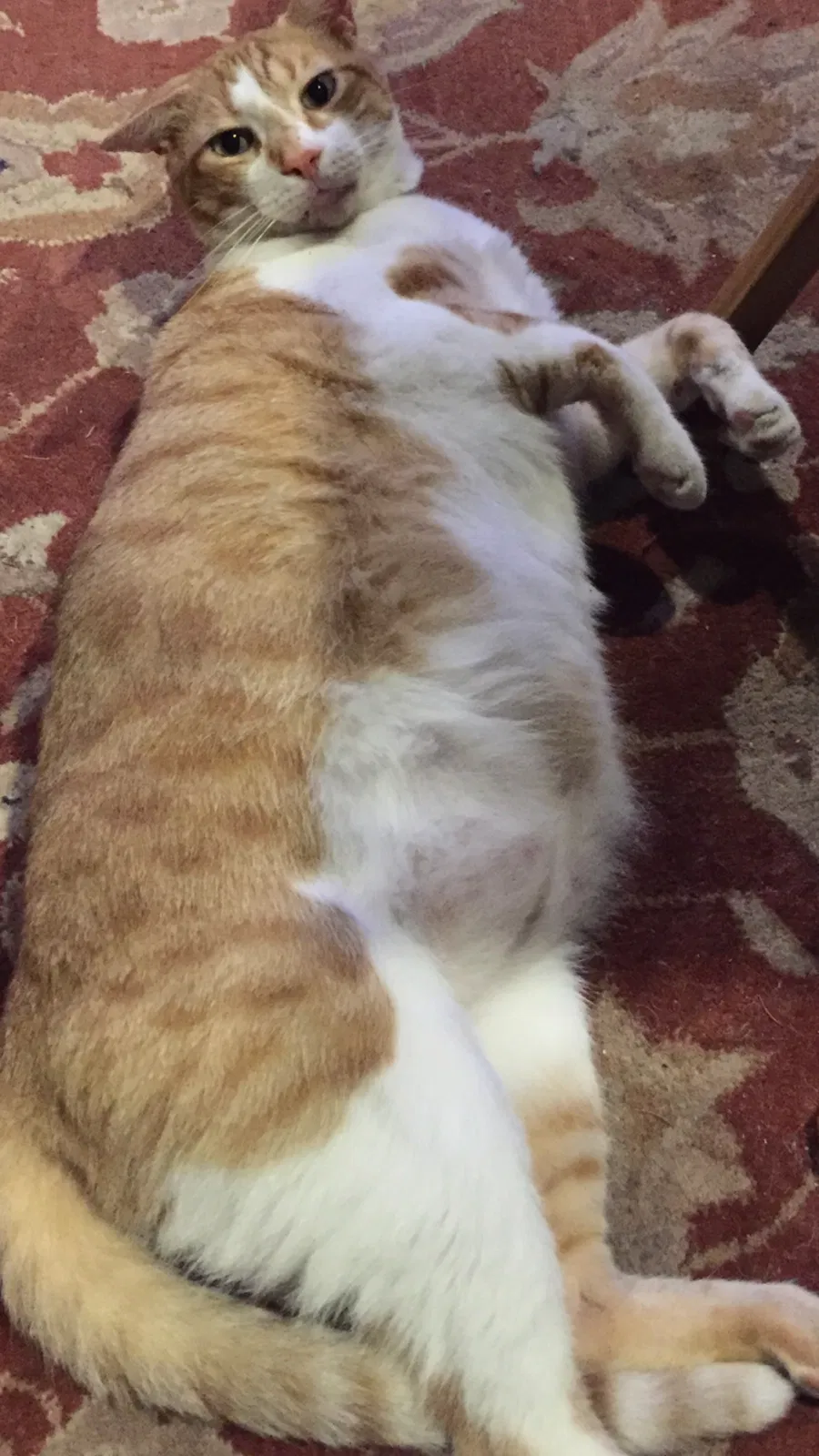 Lost cat in Cleveland, NC, 27013