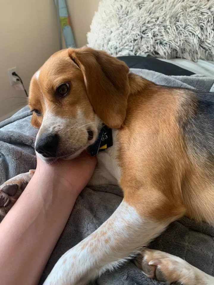 Lost dog in Virginia Beach, VA, 23452