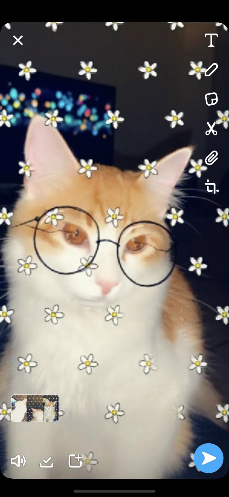 Lost cat in Albuquerque, NM, 87121