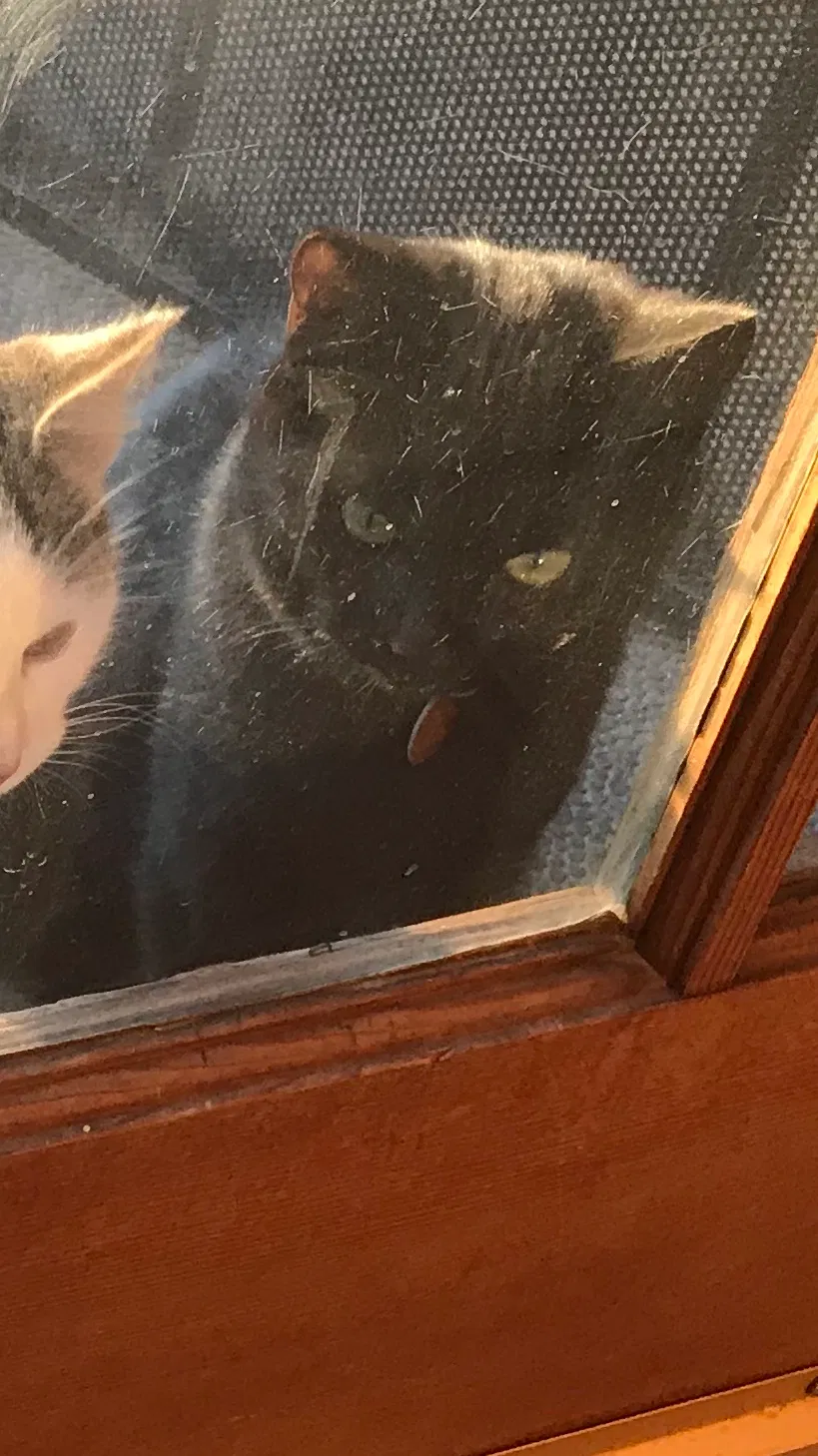 Lost cat in Flagstaff, AZ, 86001