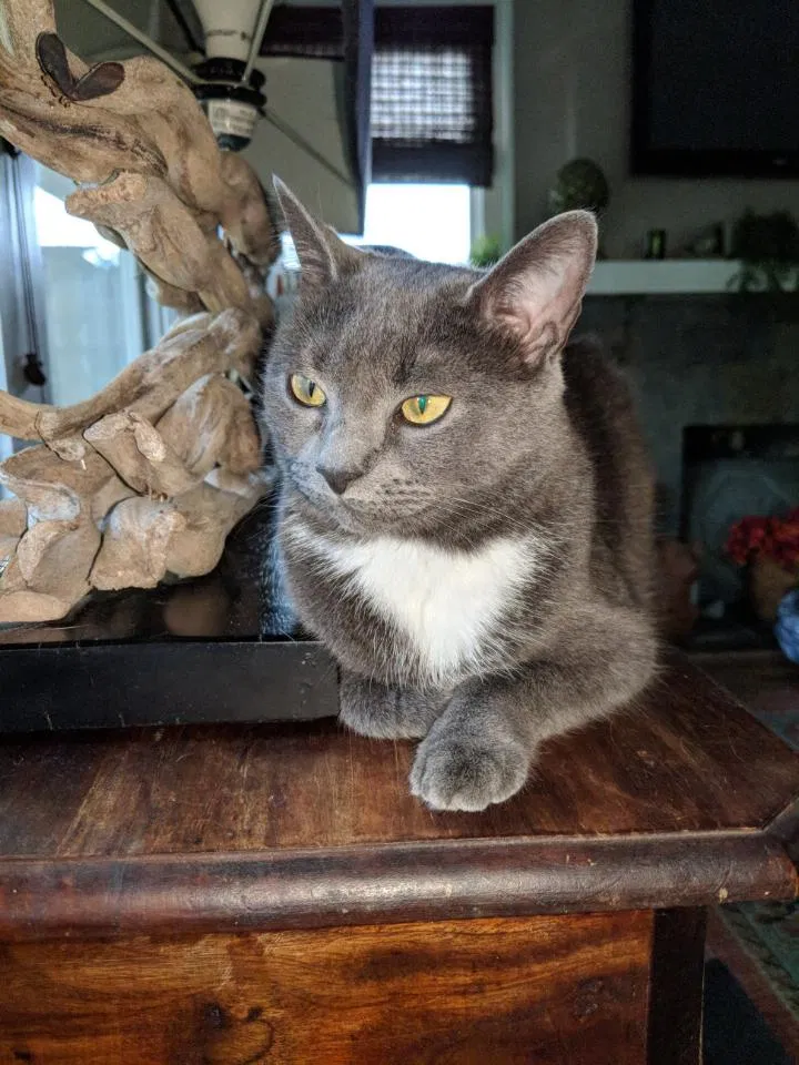 Lost cat in Dallas, TX, 75224