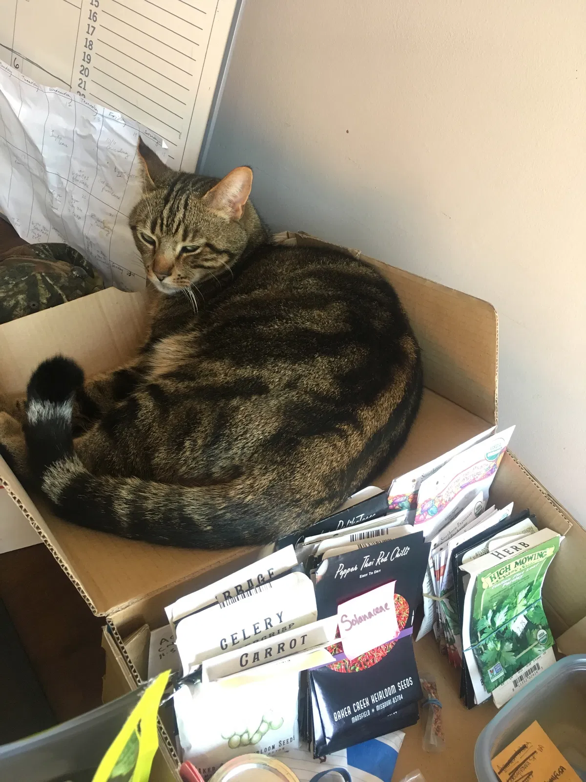 Lost cat in Mars Hill, NC, 28754