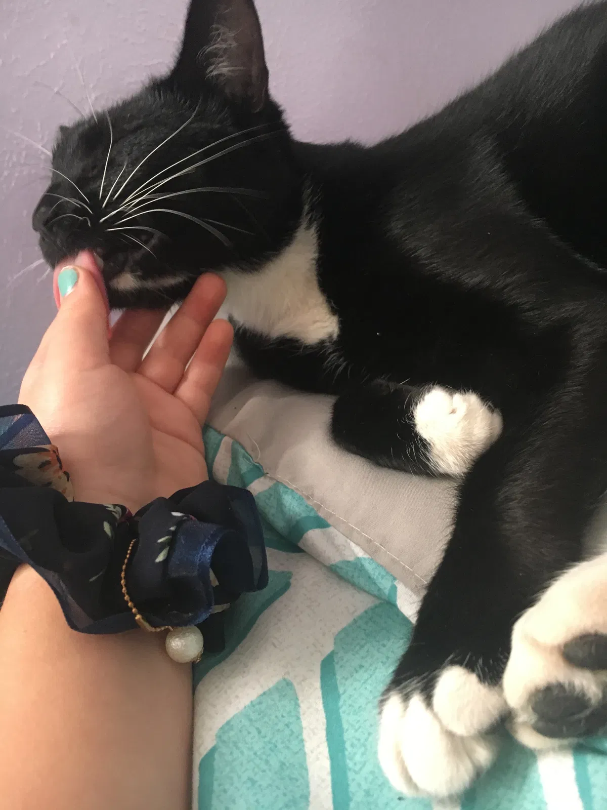 Lost cat in Odessa, TX, 79762