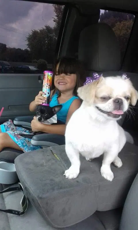 Lost dog in Glenpool, OK, 74033