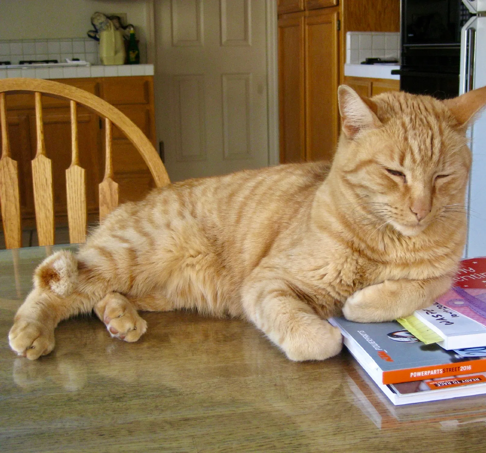 Lost cat in Modesto, CA, 95357