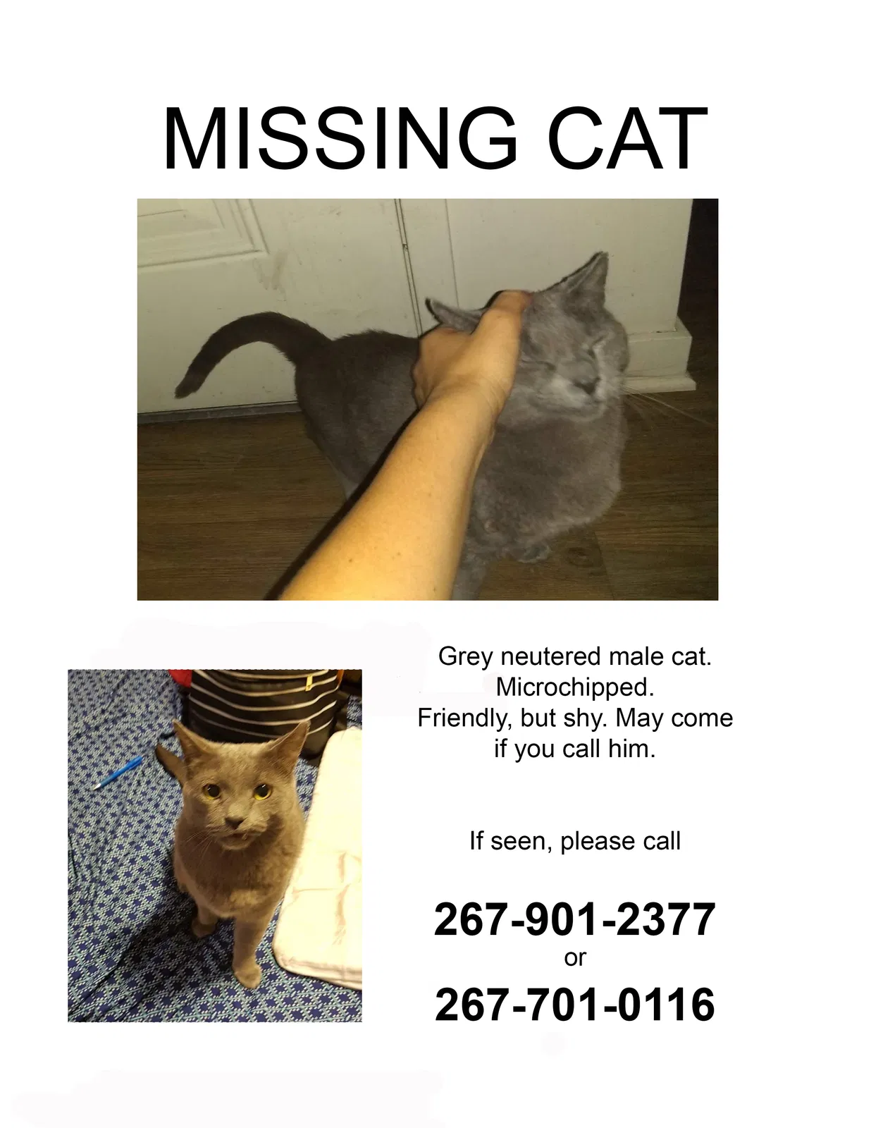 Lost cat in Philadelphia, PA, 19121
