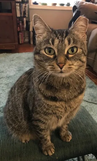 Lost cat in New Market, TN, 37820