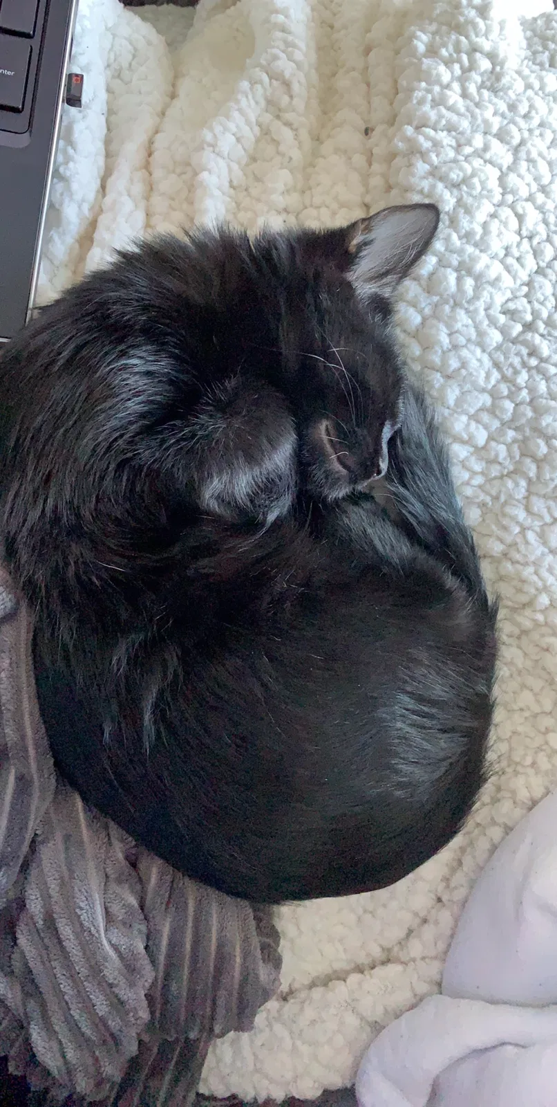 Lost cat in Denver, CO, 80235