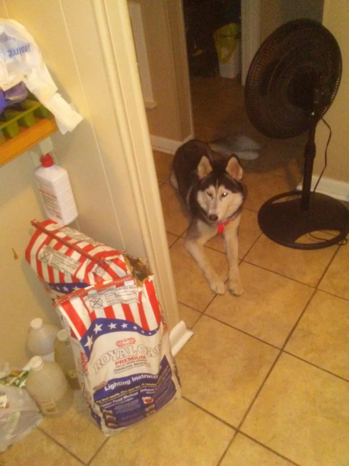 Lost dog in Oneonta, AL, 35121