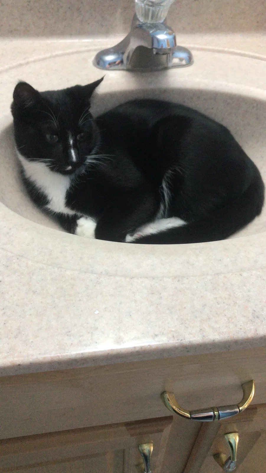 Lost cat in Lakeville, MN, 55044