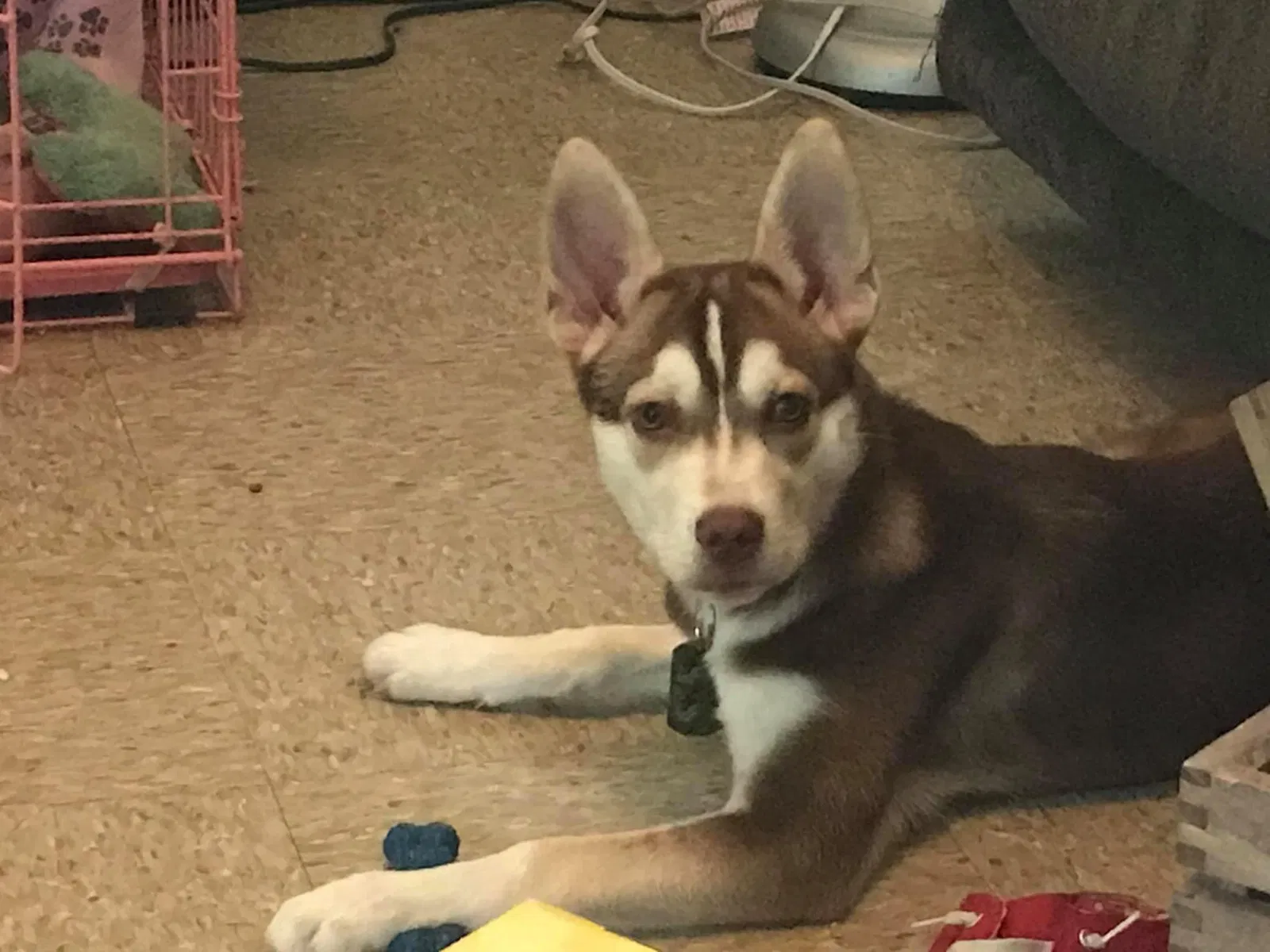 Lost dog in South Lebanon, OH, 45065