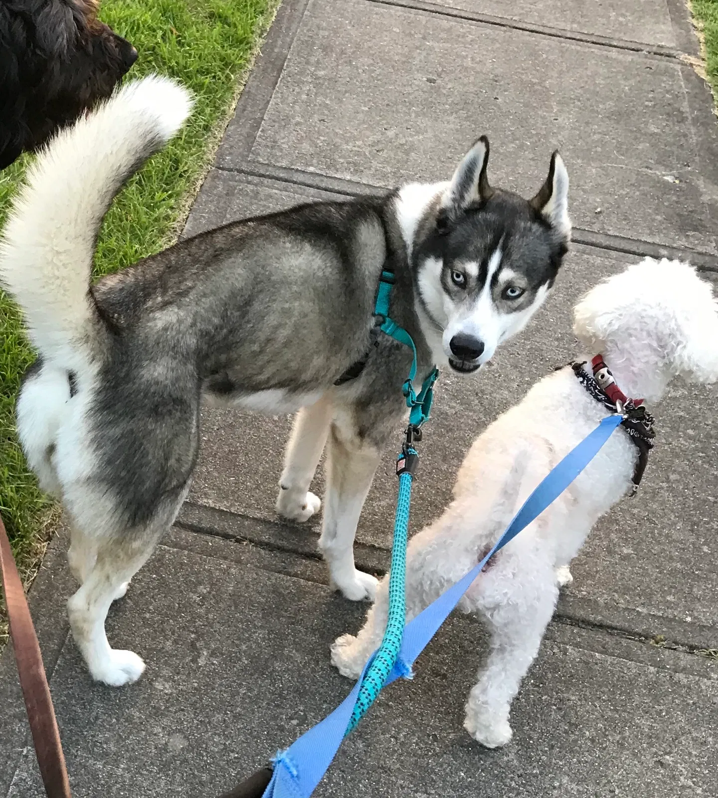 Lost dog in Cincinnati, OH, 45241