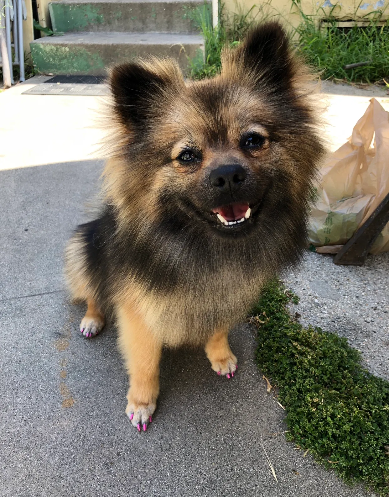 Lost dog in Long Beach, CA, 90805