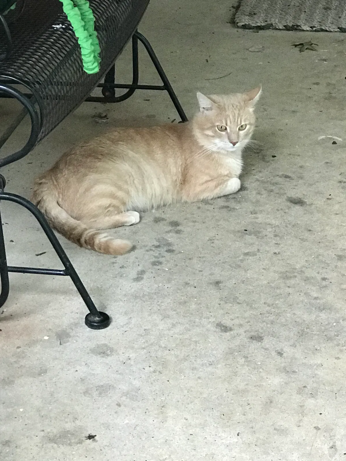 Lost cat in West Chester, PA, 19380