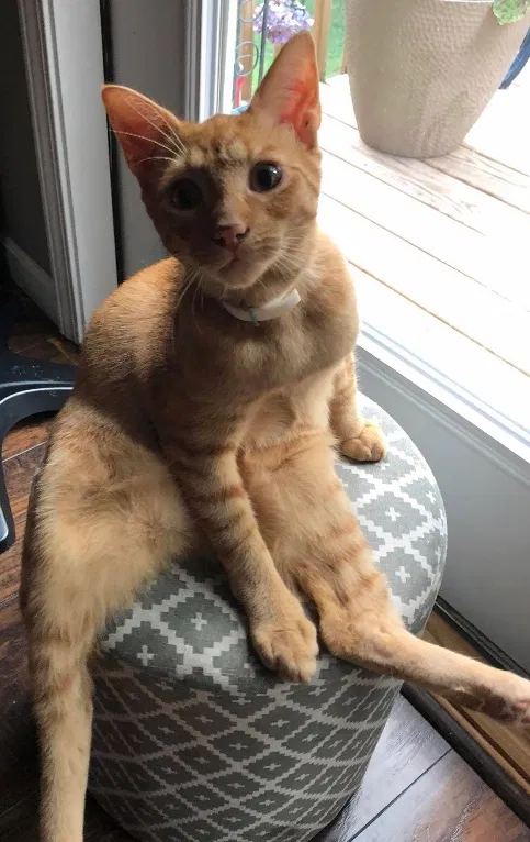 Lost cat in Hickory, NC, 28601
