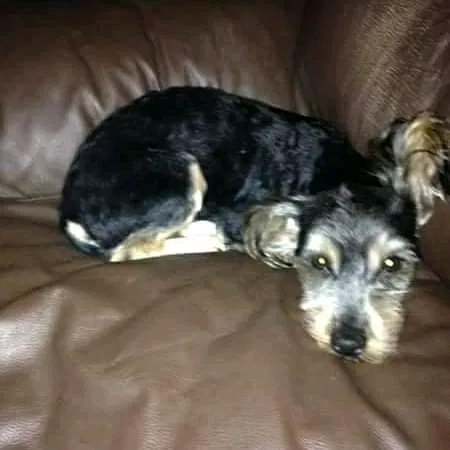 Lost dog in Hitchcock, TX, 77563