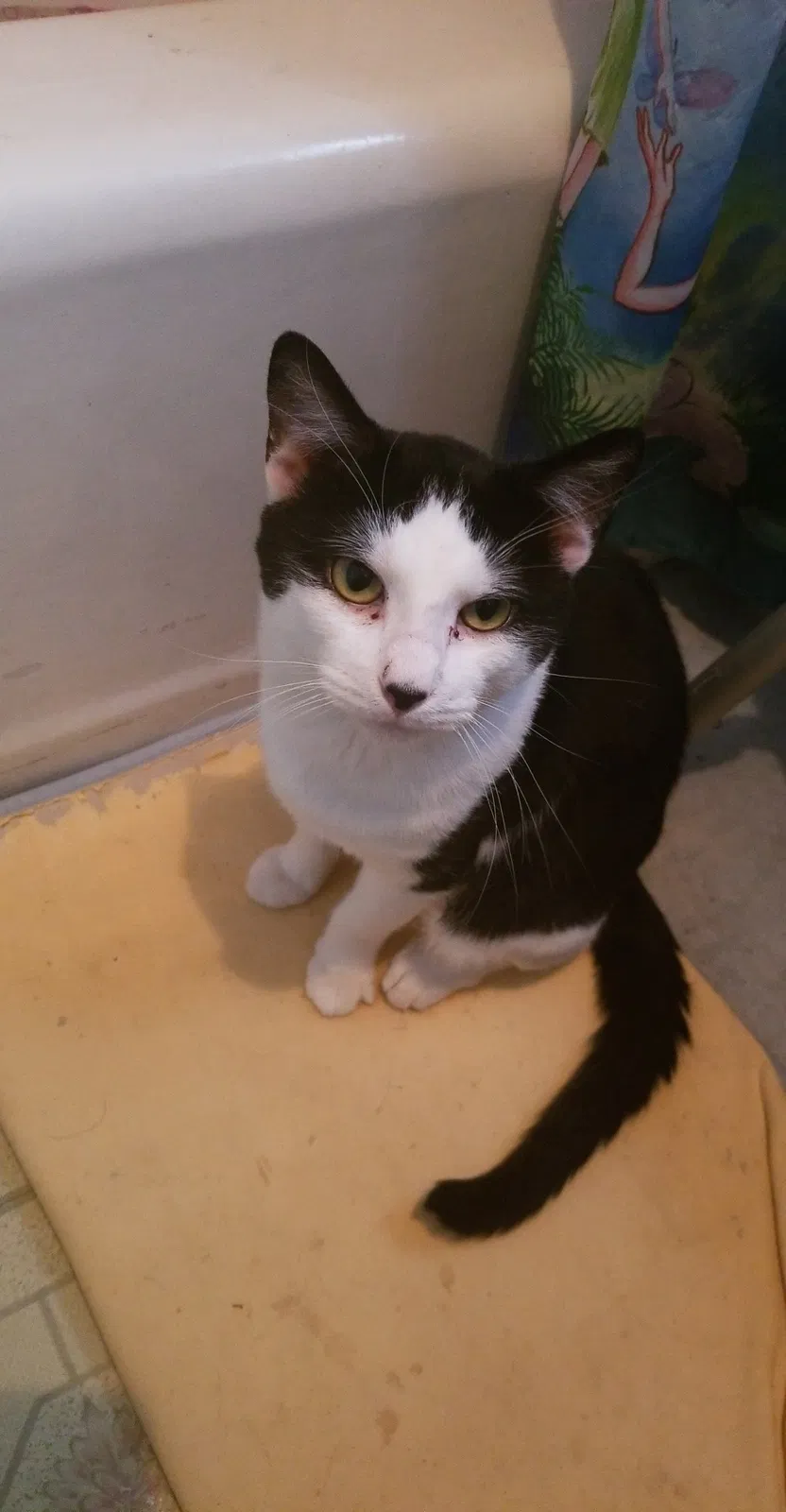 Lost cat in Granite City, IL, 62040