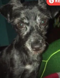 Lost dog in West New York, NJ, 7093