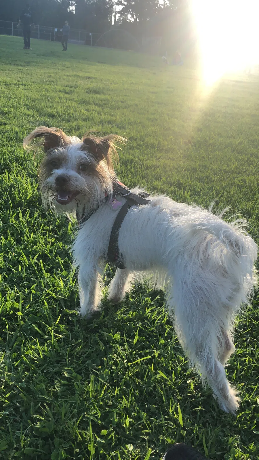 Lost dog in Pacoima, CA, 91331