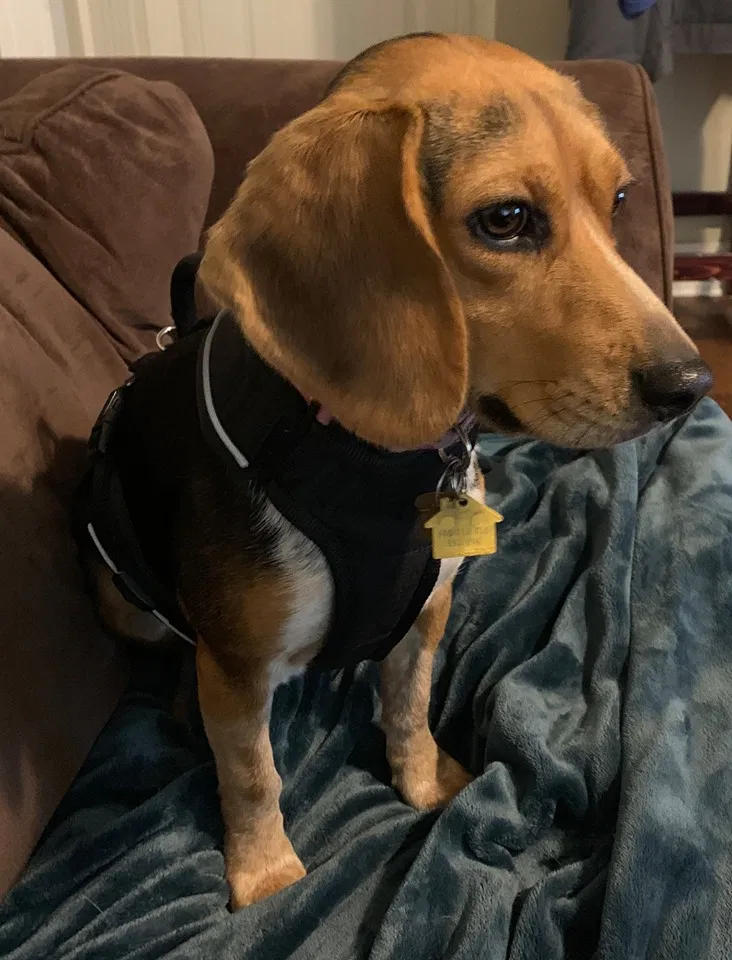 Lost dog in East Lansing, MI, 48823