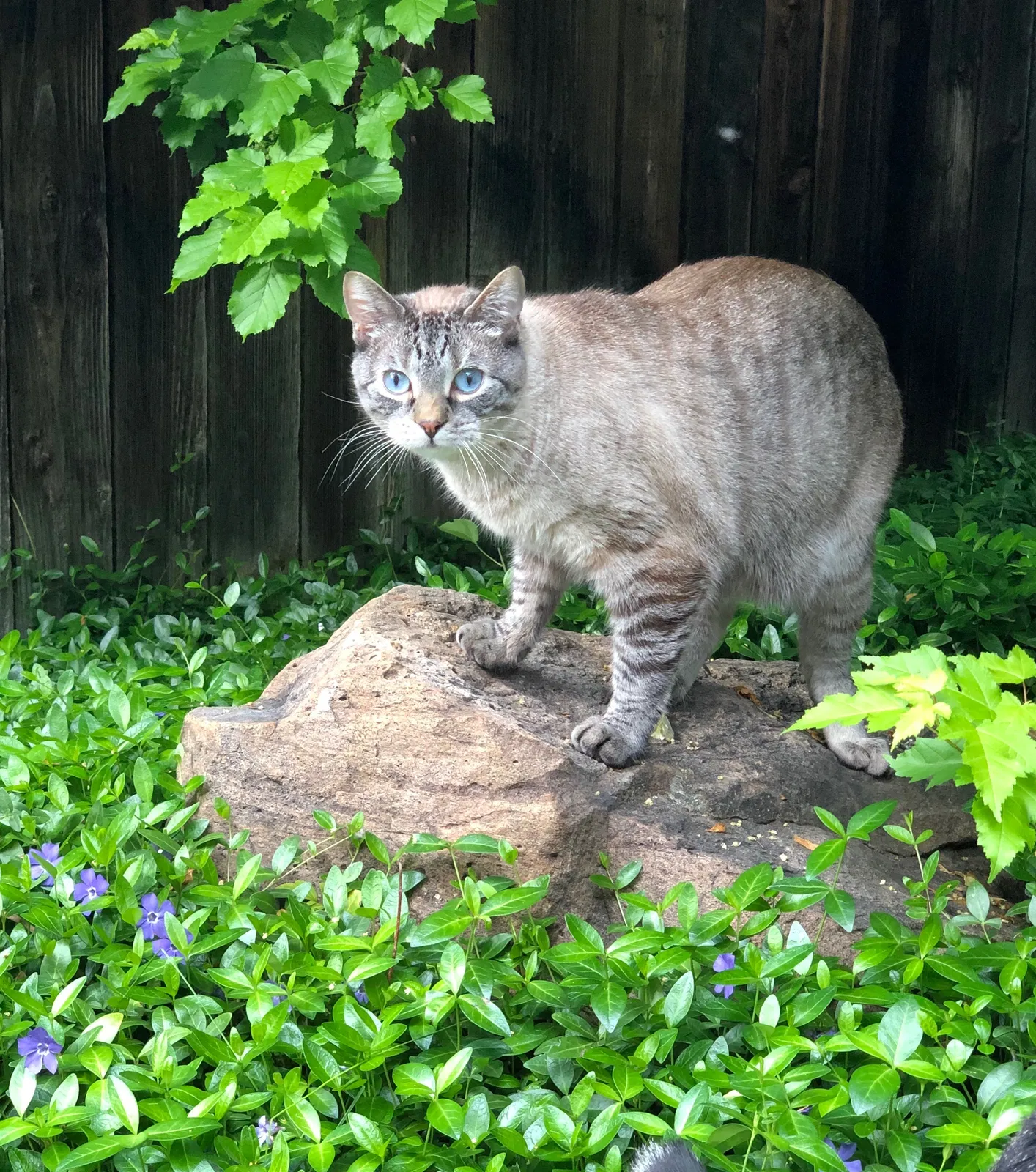 Lost cat in Louisville, CO, 80027