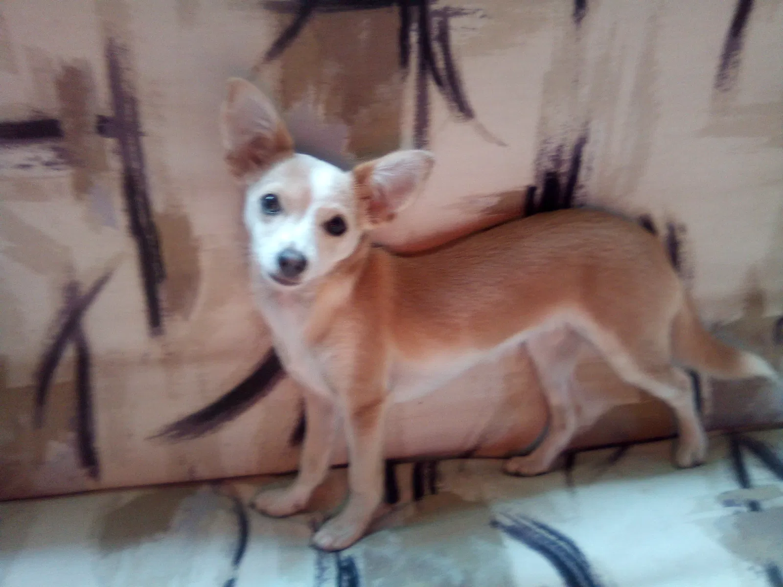 Lost dog in Salem, OR, 97302