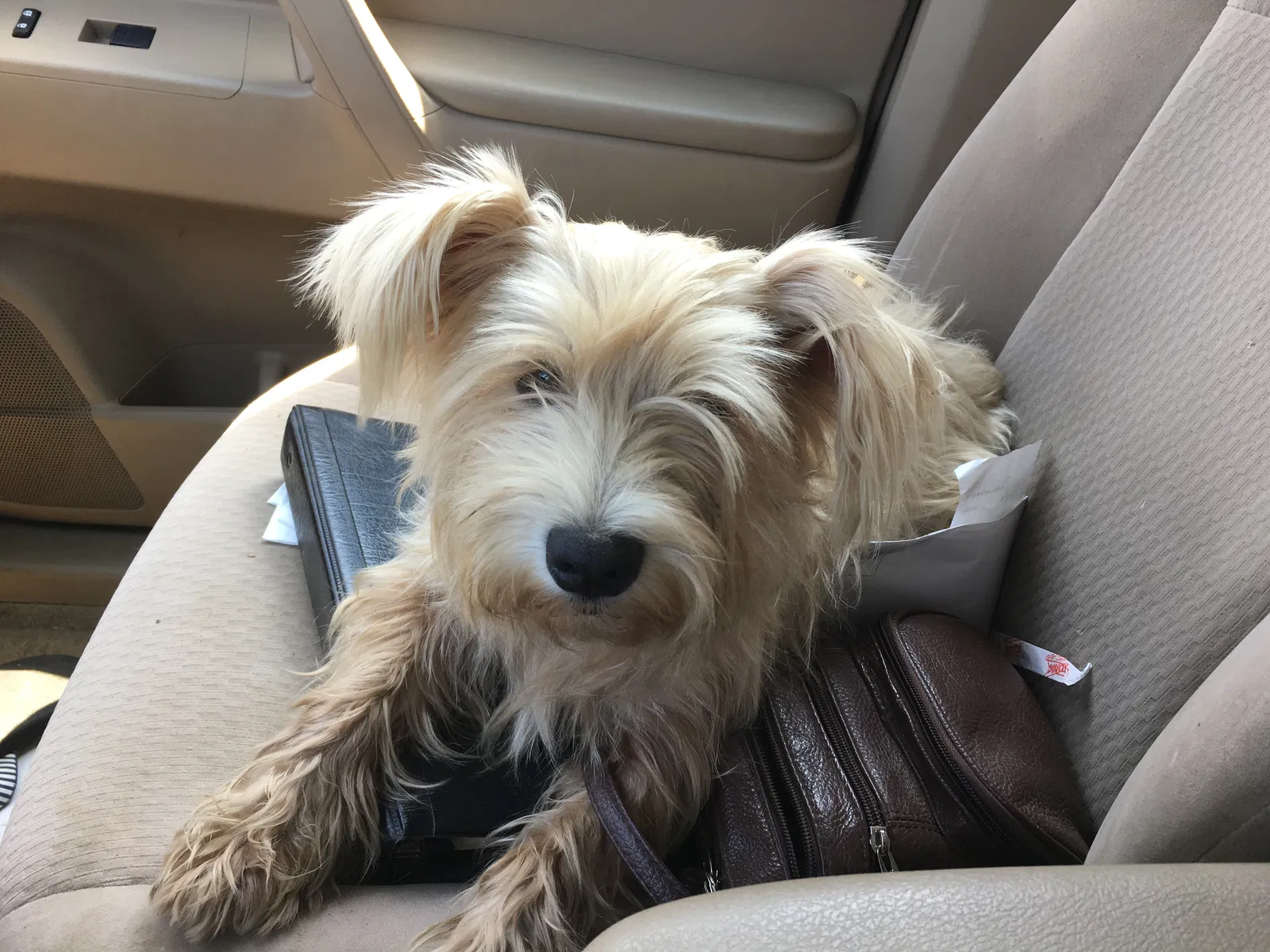Lost dog in Magee, MS, 39111