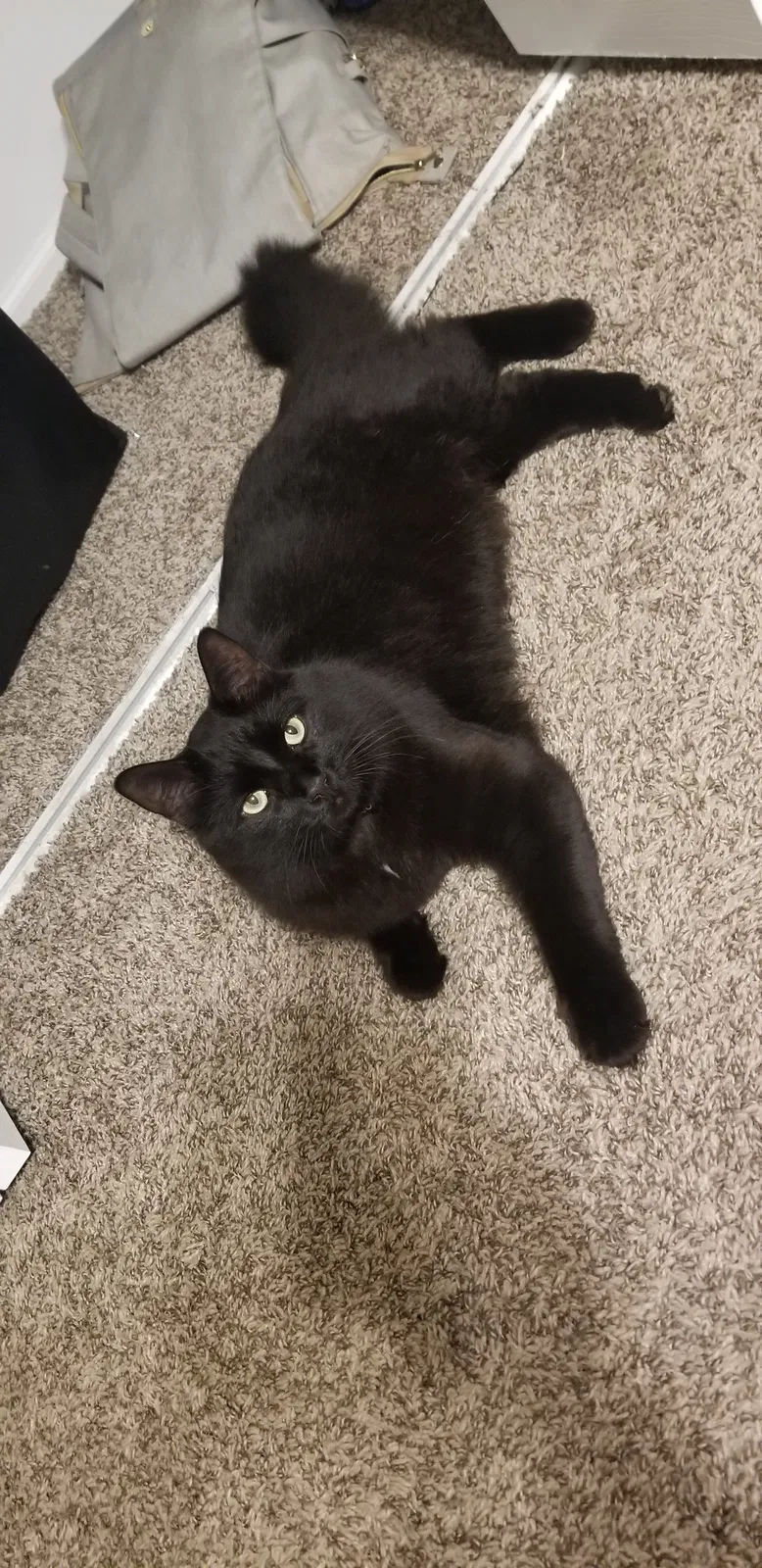 Lost cat in Broomfield, CO, 80021