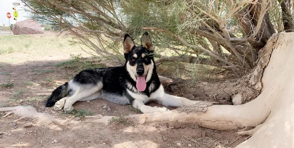 Lost dog in El Paso, TX, 79904