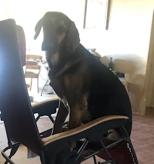 Lost dog in Arizona City, AZ, 85123