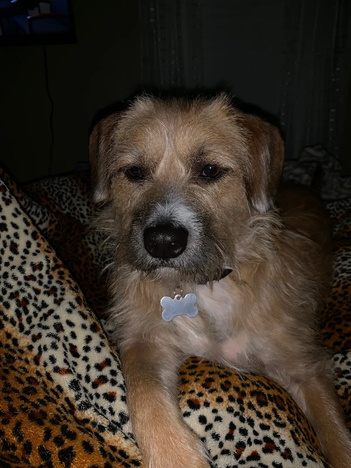 Lost dog in Pittsburg, CA, 94565