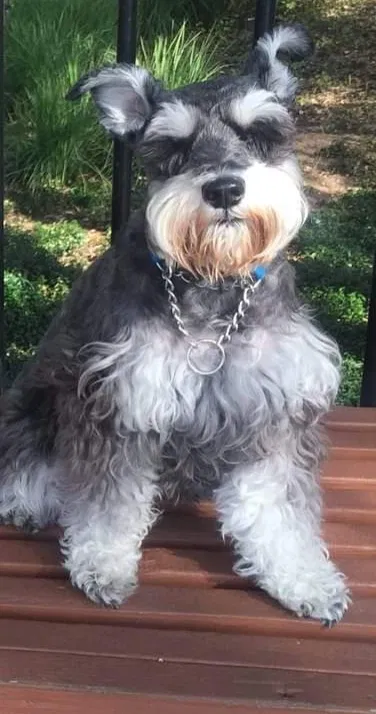 Lost dog in Austin, TX, 78729