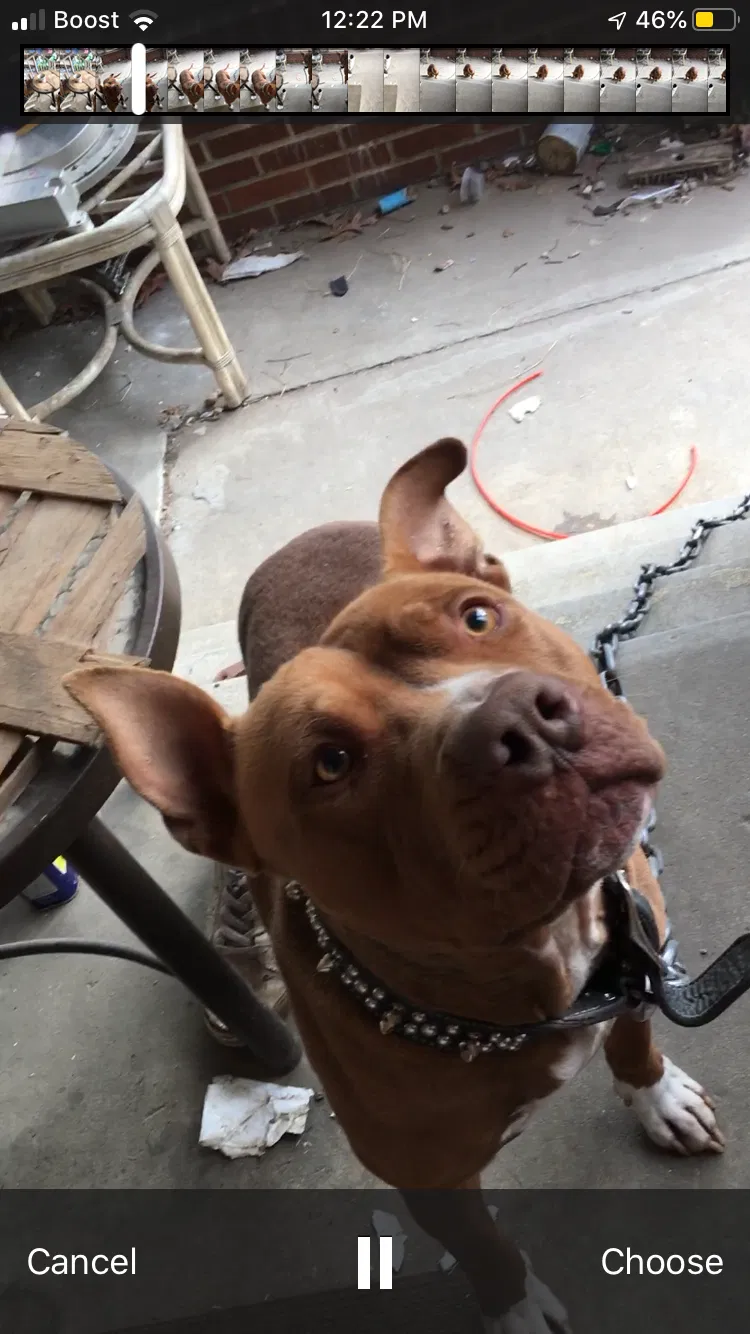 Lost dog in Brandywine, MD, 20613