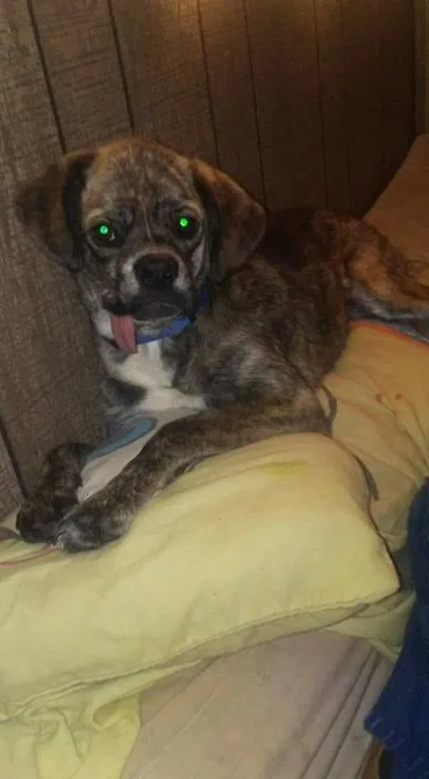 Lost dog in Hanceville, AL, 35077