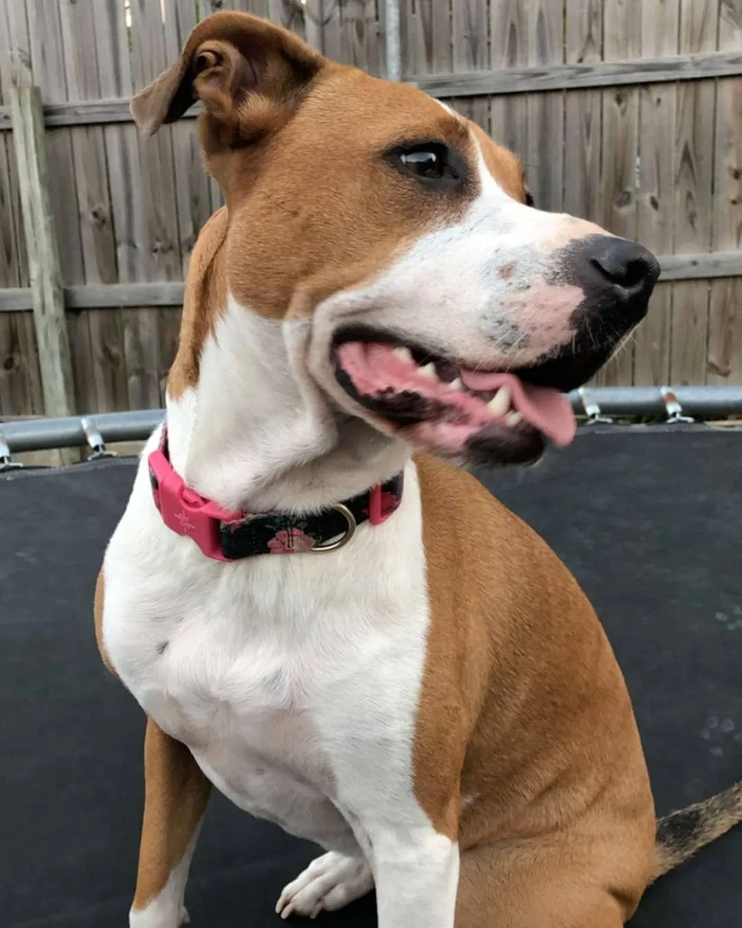 Lost dog in Garland, TX, 75040
