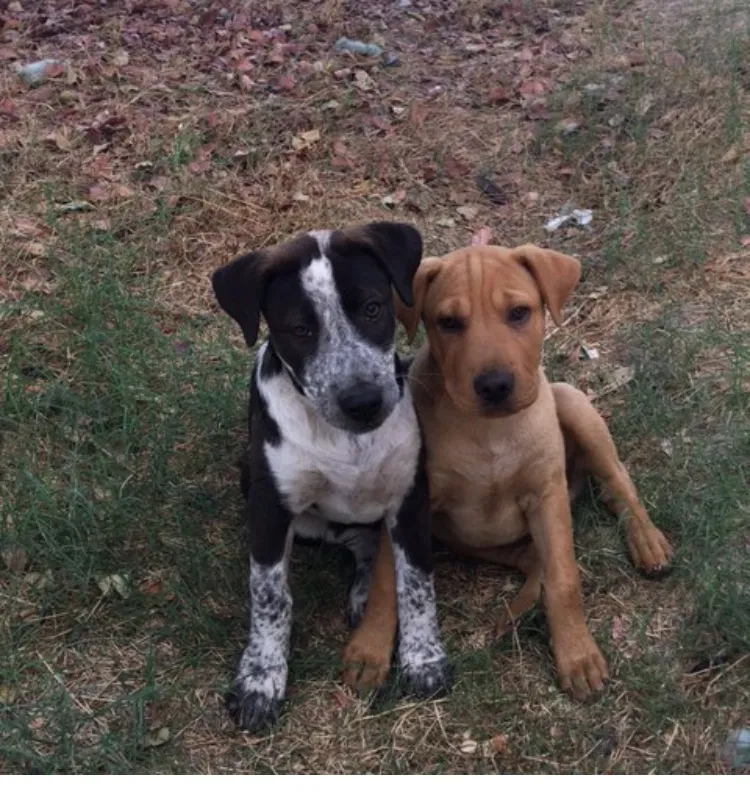 Lost dog in Bakersfield, CA, 93301