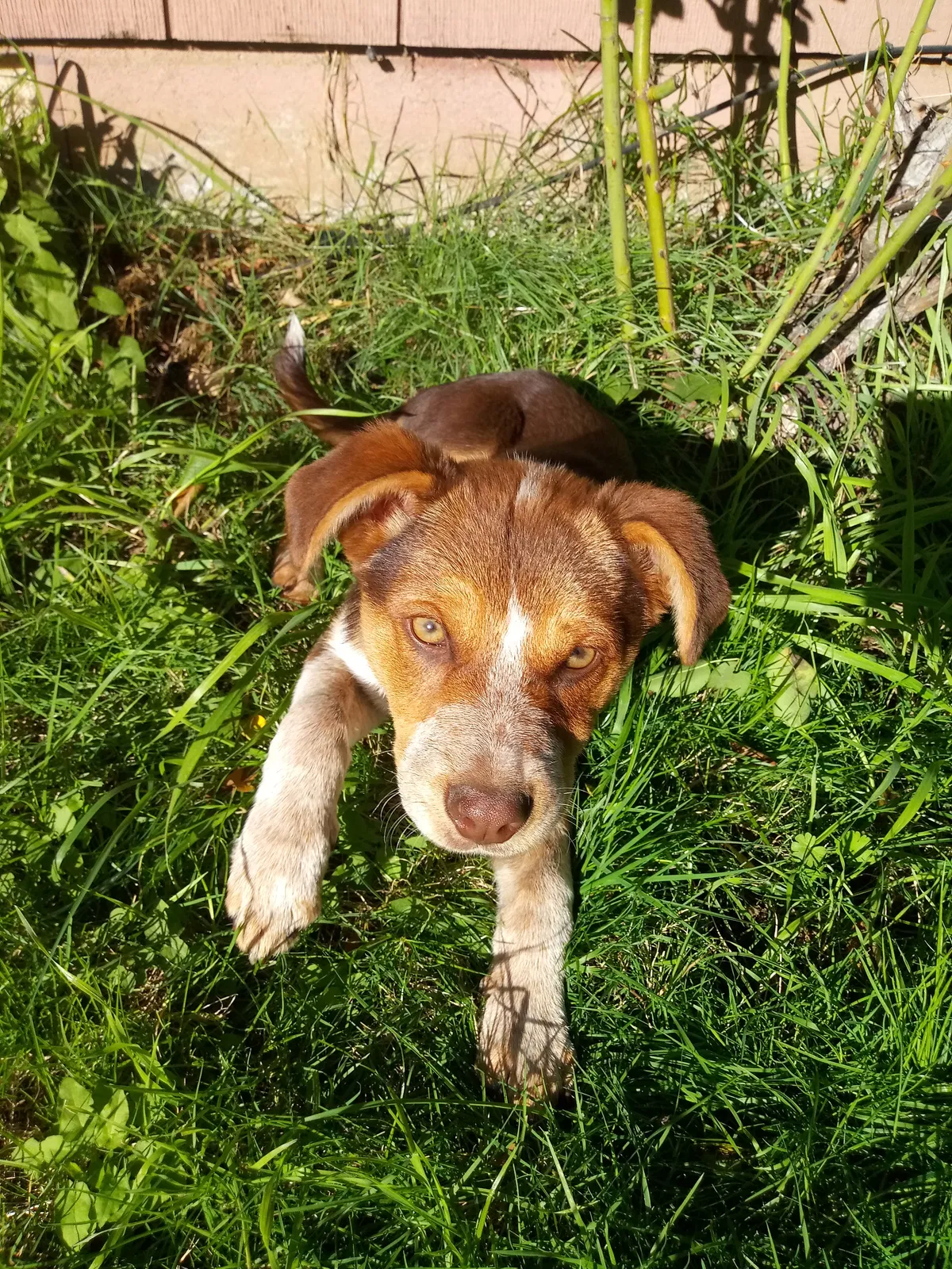 Lost dog in Portland, OR, 97230