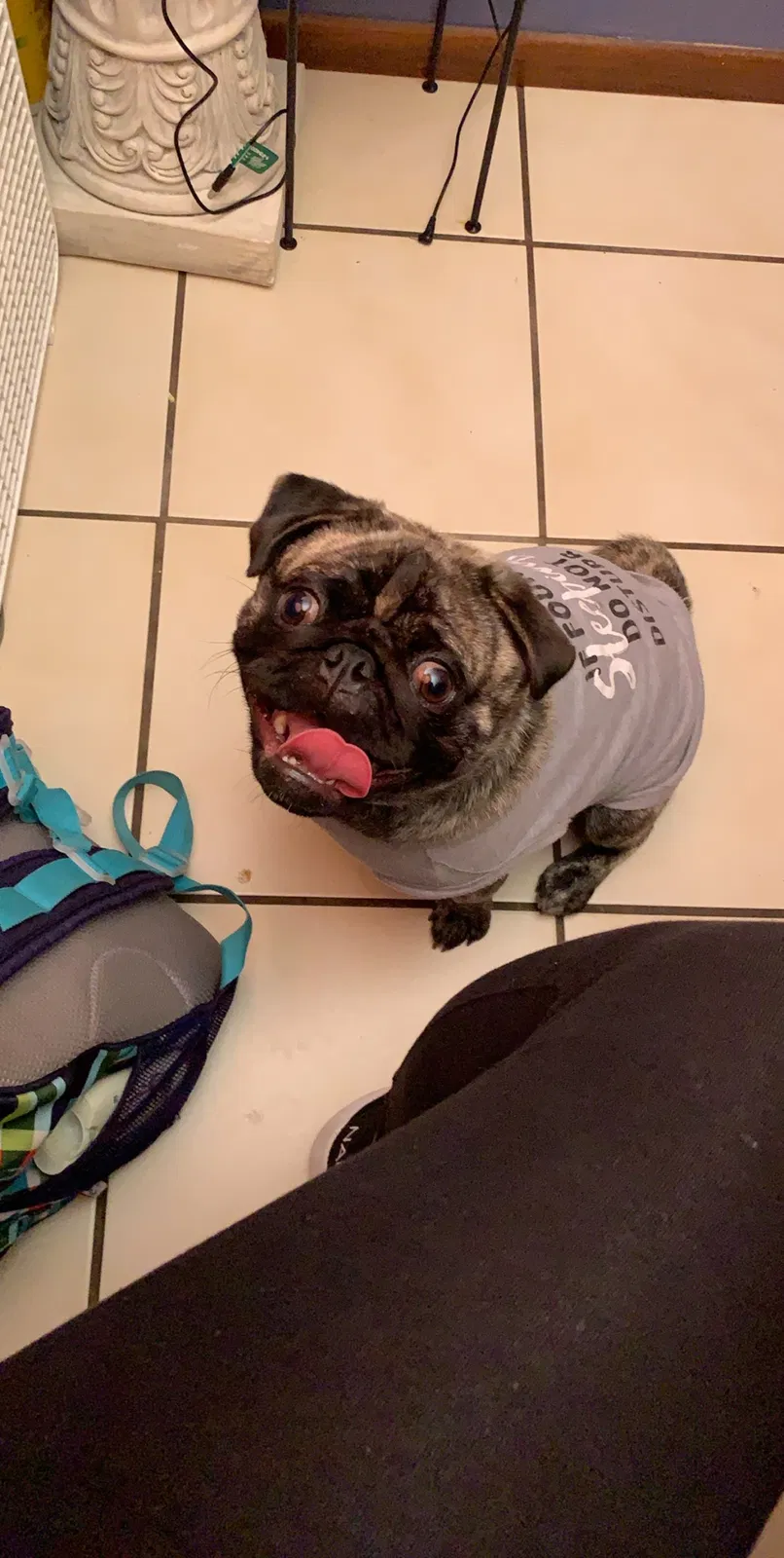 Lost dog in Elgin, IL, 60120
