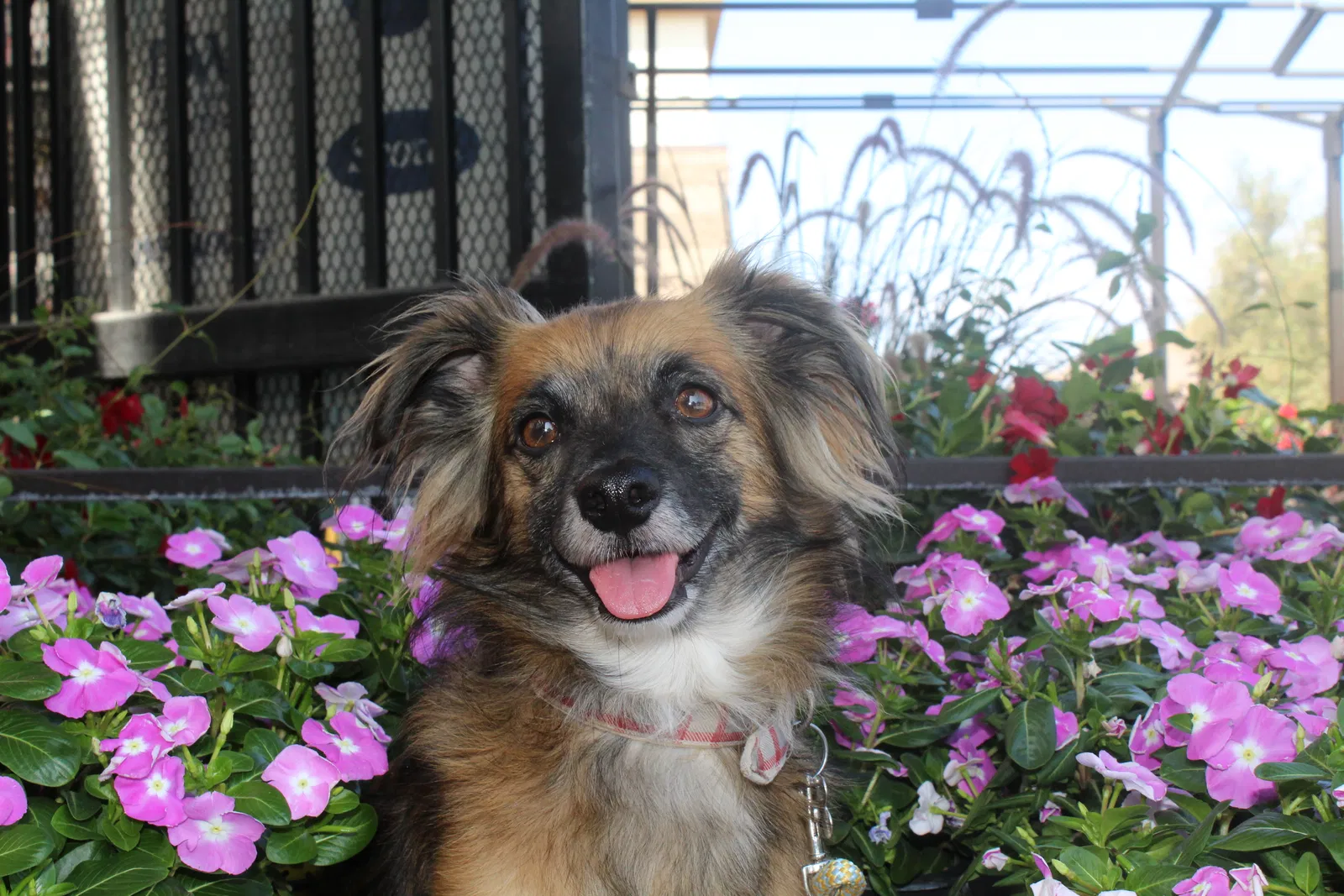 Lost dog in Tucson, AZ, 85716