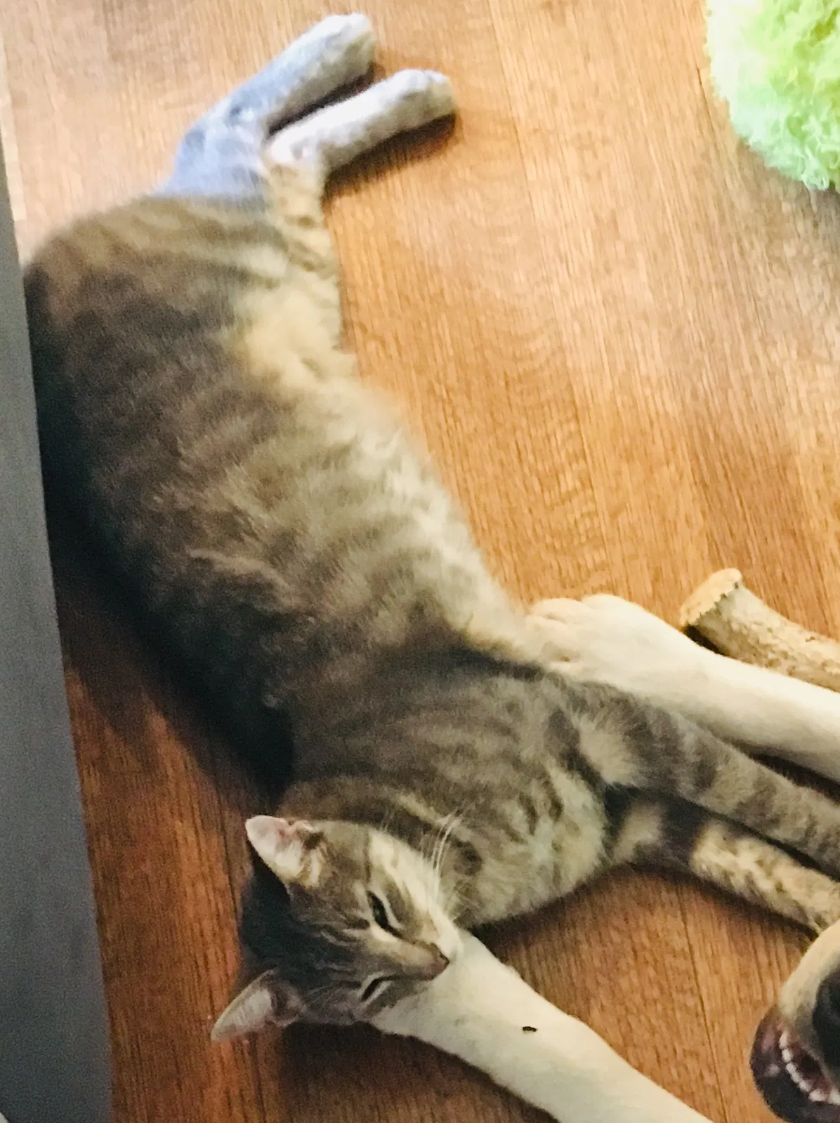 Lost cat in Dallas, TX, 75230