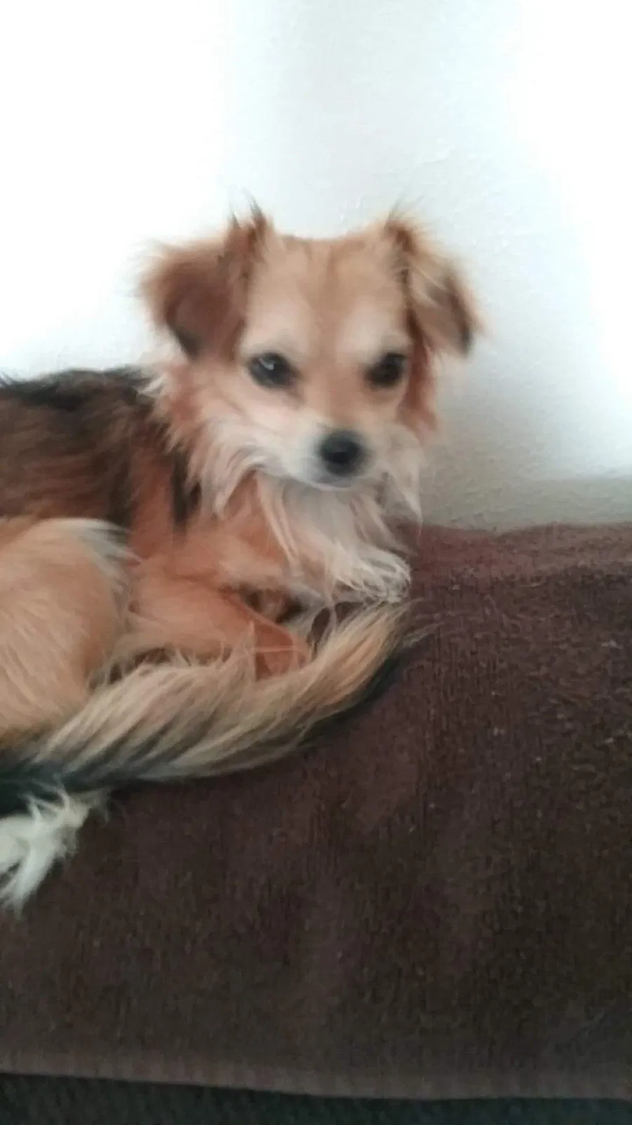 Lost dog in Denver, CO, 80219
