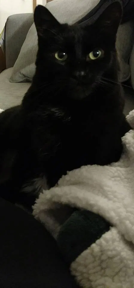 Lost cat in Port Orchard, WA, 98367