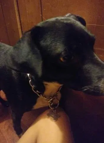 Lost dog in Naples, FL, 34112