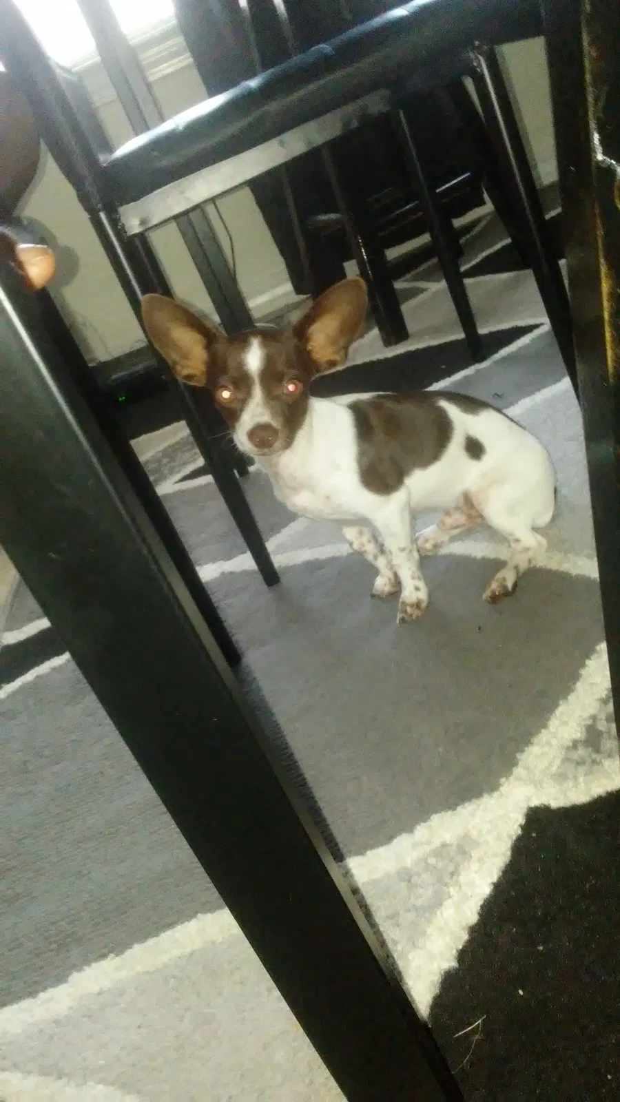 Lost dog in Pensacola, FL, 32503