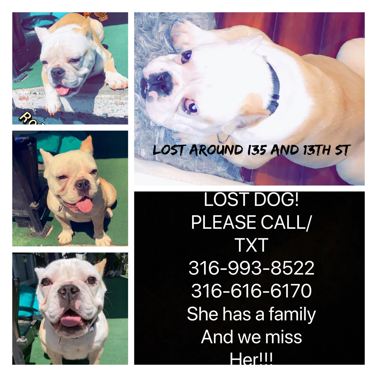 Lost dog in Wichita, KS, 67214
