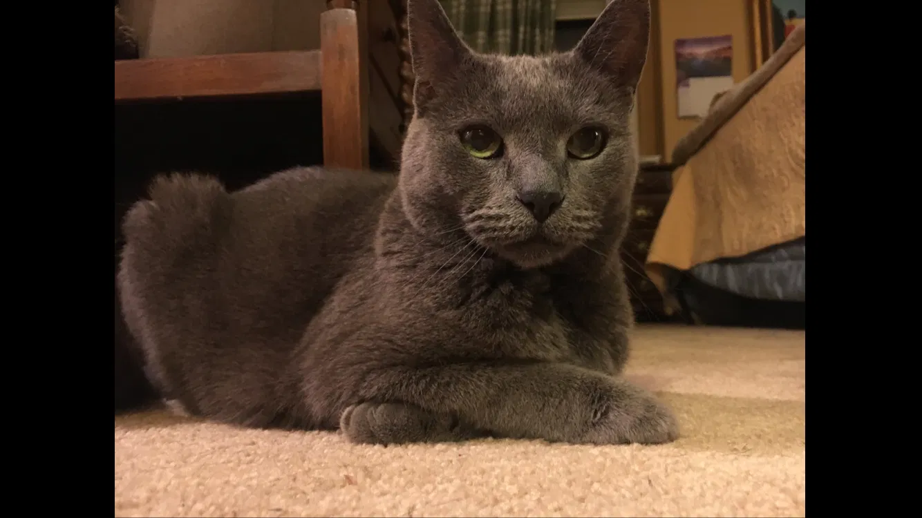 Lost cat in Kenmore, WA, 98028