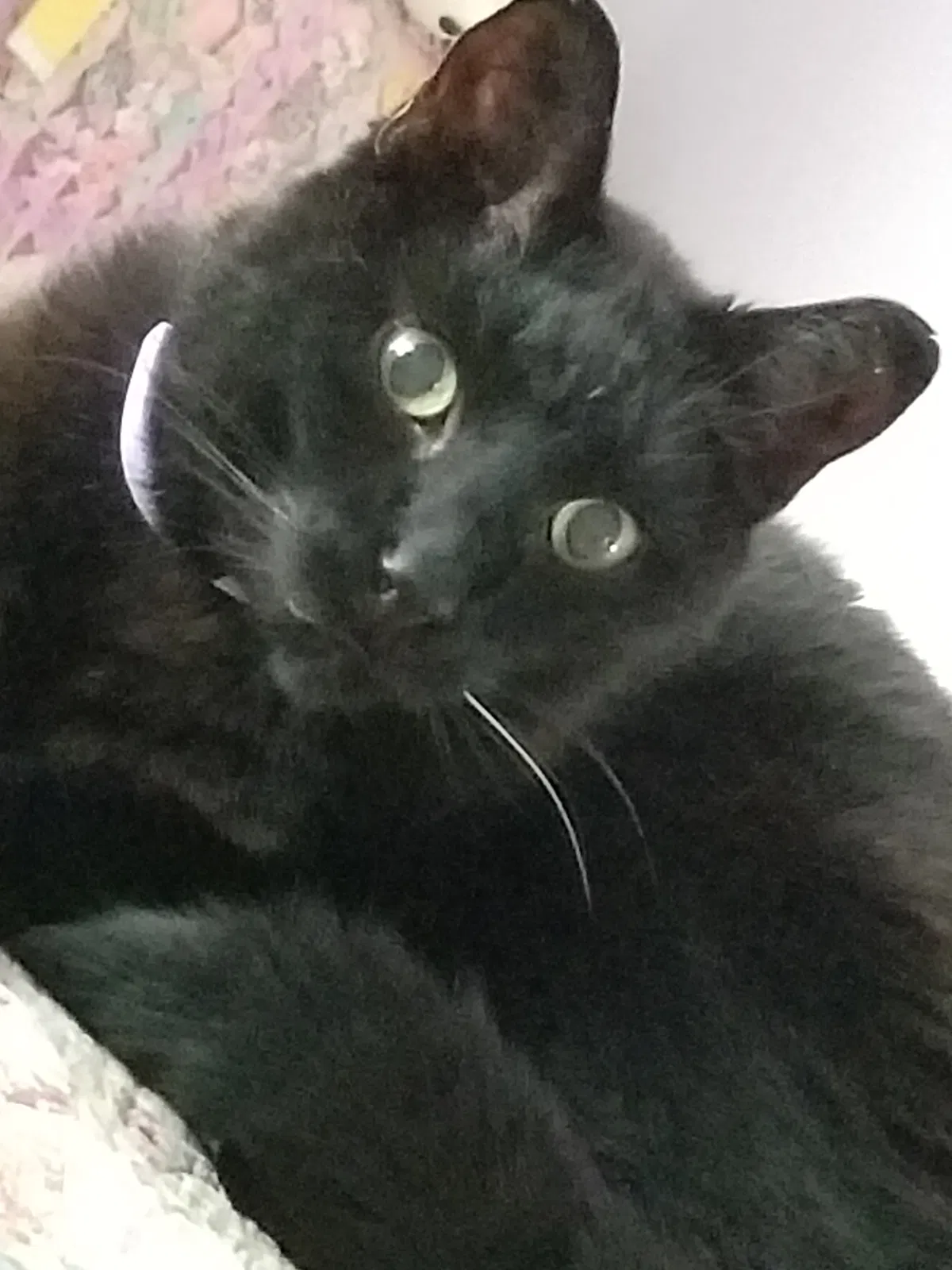 Lost cat in Lake In The Hills, IL, 60156