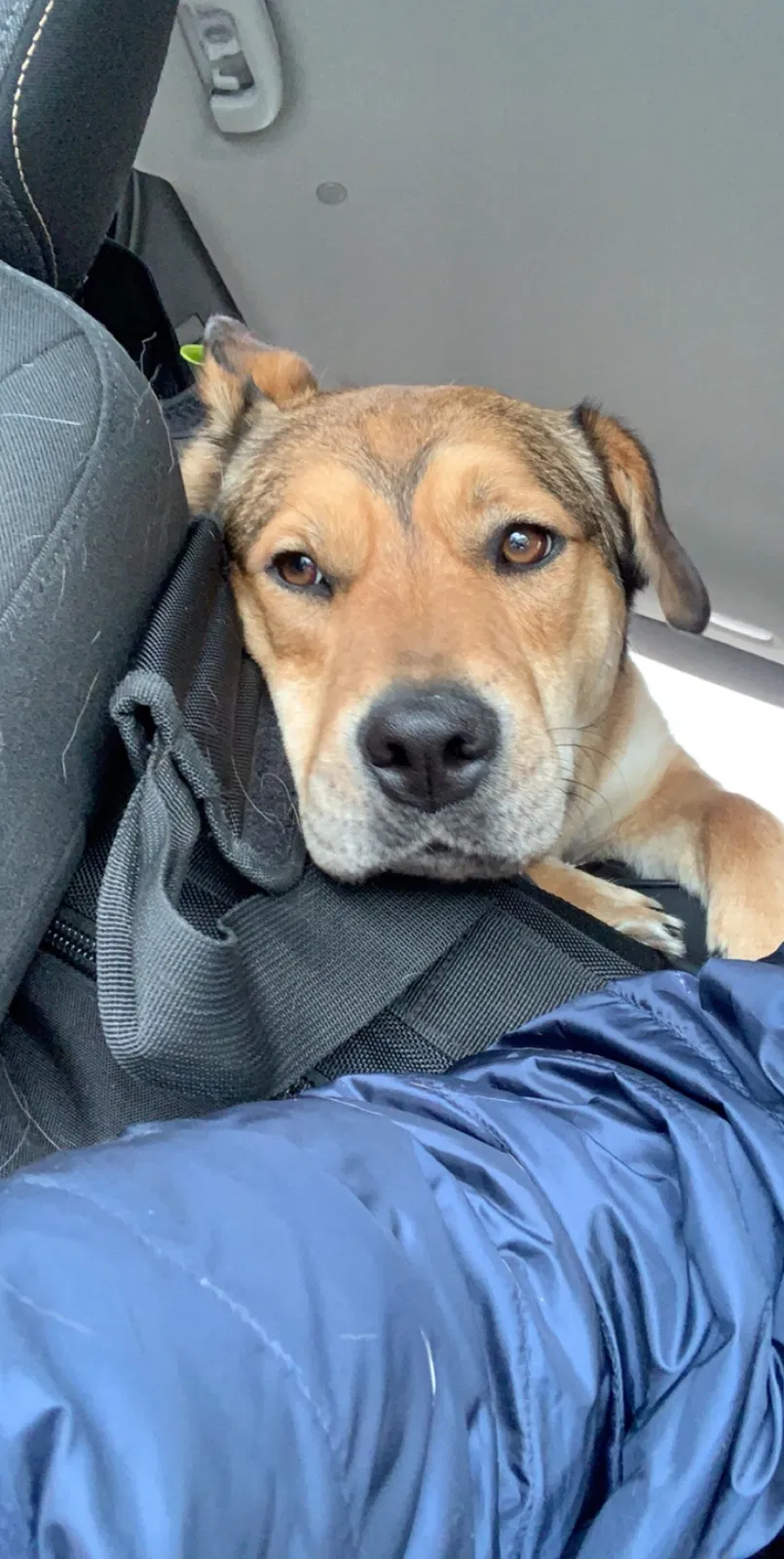Lost dog in Homer, GA, 30547